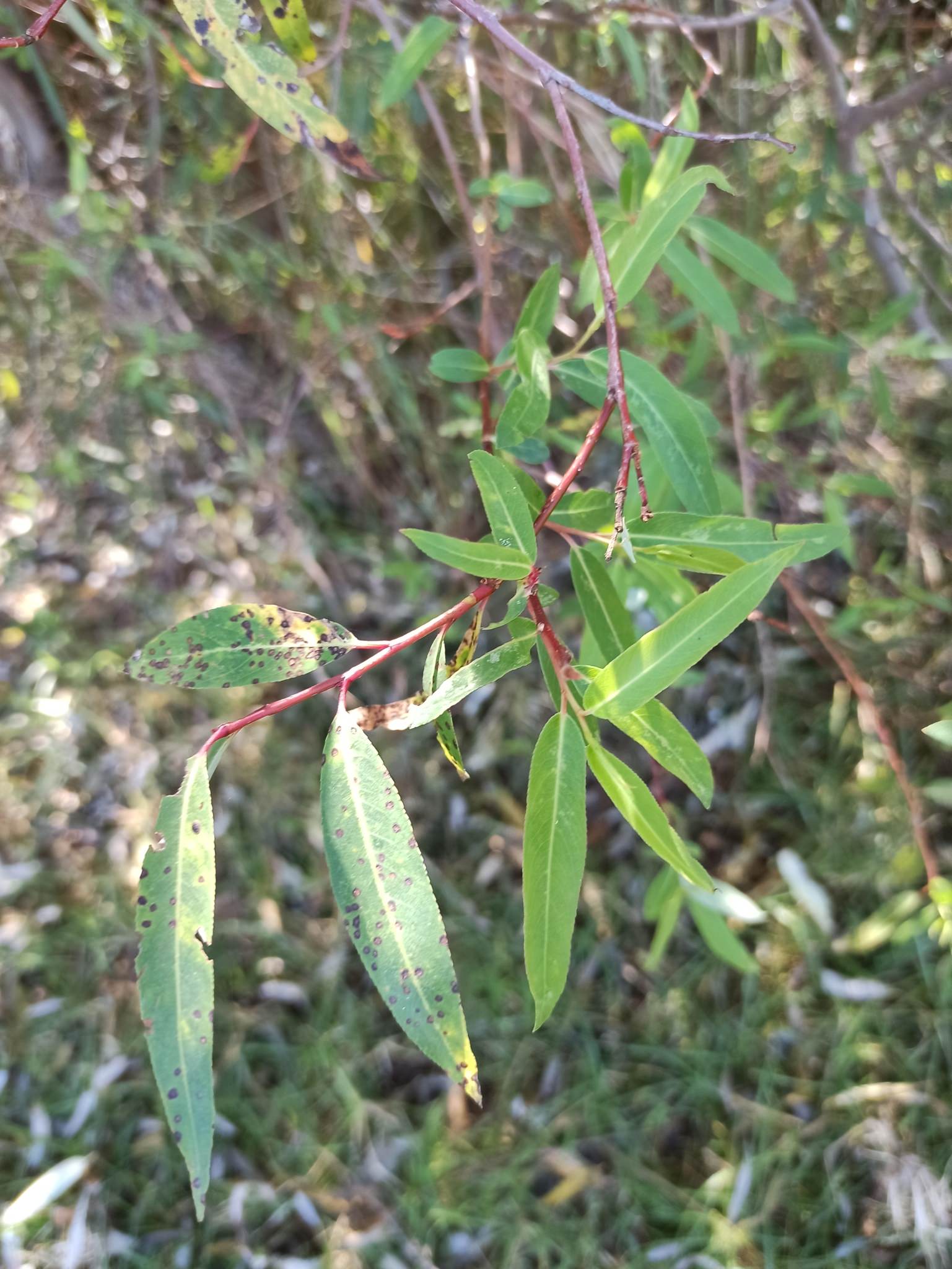 Salix bonplandiana